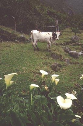 Dominic makes a new friend...  the flowers are called "cala"